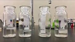 Chem Lab: Chromatography Paper, Solvents and Dyes