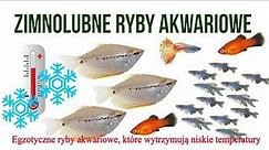 ZIMNOLUBNE RYBY AKWARIOWE / Egzotyczne Ryby Akwariowe, Które Wytrzymują Niskie Temperatury