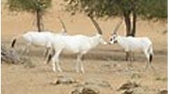 Arabian oryx back from brink of extinction