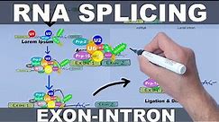 RNA Splicing Mechanism