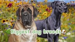 The Giants of the Dog World: Unveiling the Largest Dog Breed