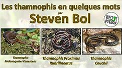 Les THAMNOPHIS MEL. CANESCENS / PROXIMUS RUBRILINEATUS & COUCHII par STEVEN BOL