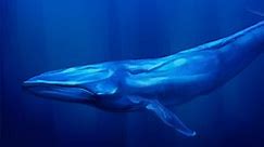 Discover The Largest Blue Whale Ever Recorded