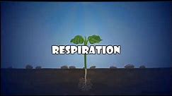 how does respiration takes place in plants