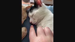 Poking a Sleeping Kitty's Little Tongue