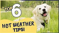 Top 6 Tips to Help Keep Your Dog Cool in Hot Weather