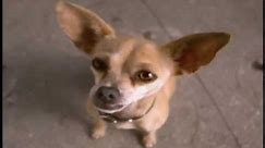 Taco Bell - Chihuahua (1997, USA)