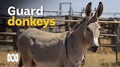 Feral donkeys - guardian animals or Chinese 'ejiao' medicine? 🐴💊 | Wild Rides Ep 2 | ABC Australia