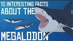 10 Interesting Facts about the MEGALODON