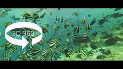 SCUBA MALDIVES 360° 3D VR Underwater