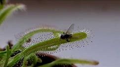 Drosera Capensis: time lapse of eating a fly (in HD)