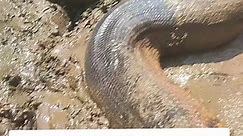 Monstrous 12-meter anaconda captured in the Amazon swamp. #anaconda #monster #titanoboa #amazonriver