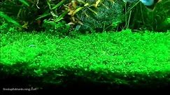 Aquascaping with Pearlweed...How to start a carpet of Pearlweed.