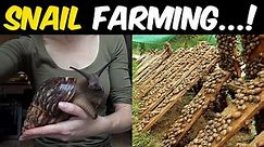 African Giant Snail Farming | Giant African Land Snail Farming Guide