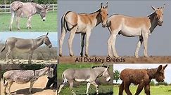 All Donkey Breeds / Complete list of Donkey breeds / Types of Donkey breeds