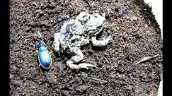 Epomis Beetle Attacks Toad