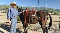 Custom Saddles for Mules - Introduction Video by Joseph Gee Saddlery