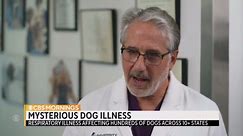 Mysterious dog illness spreading quickly