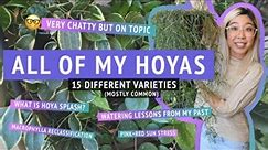 ALL OF MY HOYAS | happy chatty time plant tour showing you my entire collection of hoya varieties :)