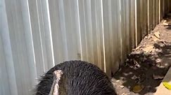 El casuario común o austral... - Vida animal Sin censura