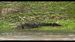 catching this big crocodile 🐊