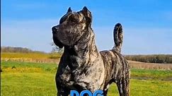 Top 5 Largest Dog Breeds In The World🌎