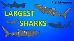 The Largest Sharks - Planktivorous Sharks - Animated Size Comparison