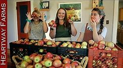 Four Ways to Put Up Apples | Heartway Farms | How to Use and Store Apples | Fall Apple Harvest