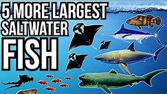 5 More Of The Largest Saltwater Fish In The World
