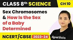 Class 8 Science Chapter 10 | Sex Chromosomes and How Is the Sex of a Baby Determined