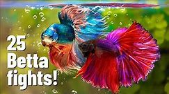25 Betta fish fights [with Divider]