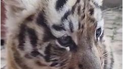 cute tiger cub playing __ 😳❤️ #shorts#youtubeshorts#tiger #tigercubs#babytiger#cubs.mp4