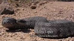 Field herping Milos island, Greece. Looking for the Milos viper!