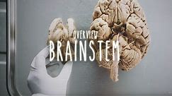 Neuroanatomy S1 E3: Overview of the Brainstem #neuroanatomy #brainstem #medicine