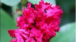 Lagerstroemia indica or Crepe myrtle or Furush plant flower #shorts
