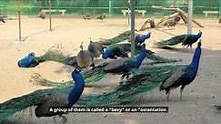 Seven Facts of Peafowls