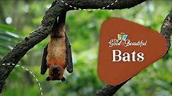Bats | Mammals | The Good and the Beautiful