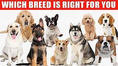 Review of the Top 10 Dog Breeds and Which Breed is Right for You