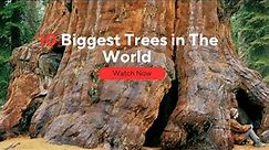 10 Biggest Trees in The World.