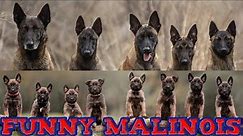 Cute and funny Belgian Malinois puppies.