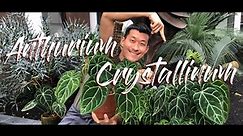 Anthurium crystallinum care and propagation in water, soil, and leca (with updates!)