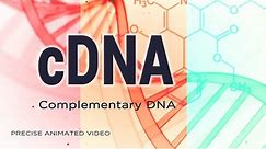 cDNA | Complementary DNA