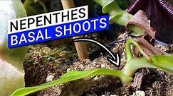😊 Everything You Need to Know About Nepenthes Basal Shoots 🌱