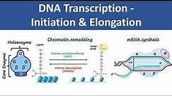 DNA Transcription Initiation & Elongation | In Prokaryotes & Eukaryotes | Biochemistry