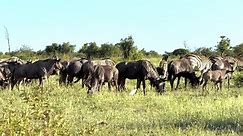 Wildebeest And Zebra Herd