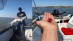 How To Keep Bloodworms on Hook for HUGE STRIPED BASS