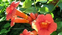 Campsis radicans - Alchetron, The Free Social Encyclopedia