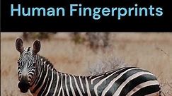 Plains Zebra - National Animal of Botswana | Zebra Fun facts