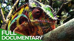 Wildlife Instincts: Chameleons - Designed to Hunt | Free Documentary Nature