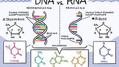 Do You Know the Differences Between DNA and RNA?